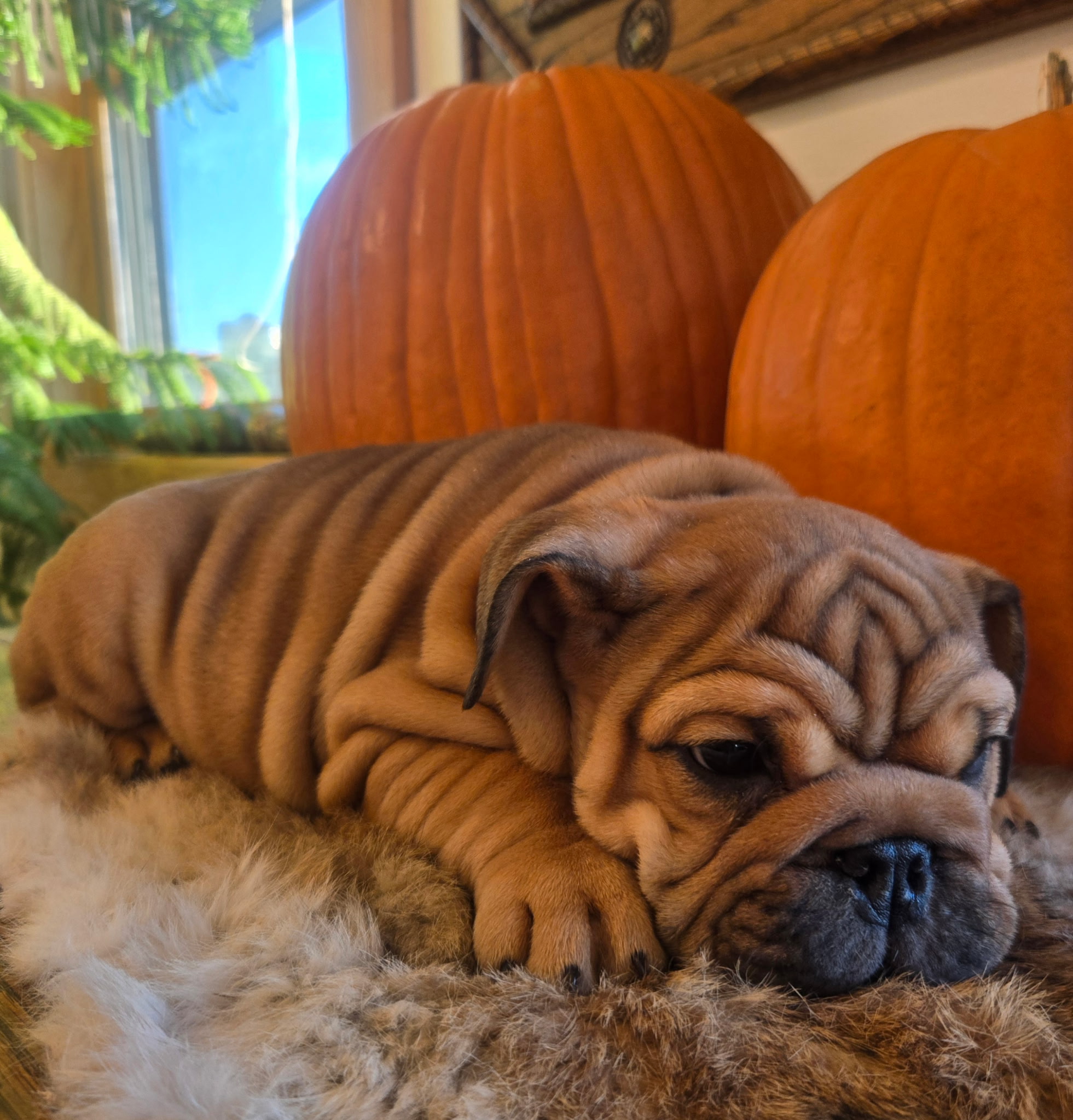 English Bulldog puppy Quincy