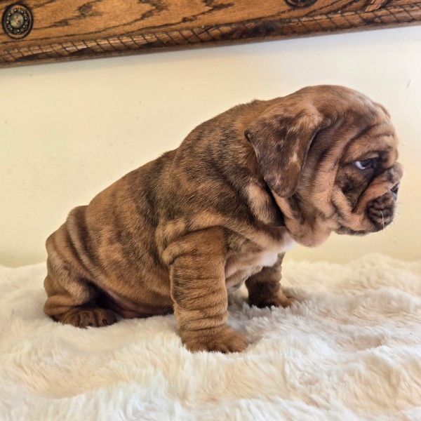 English Bulldog puppy Diesel