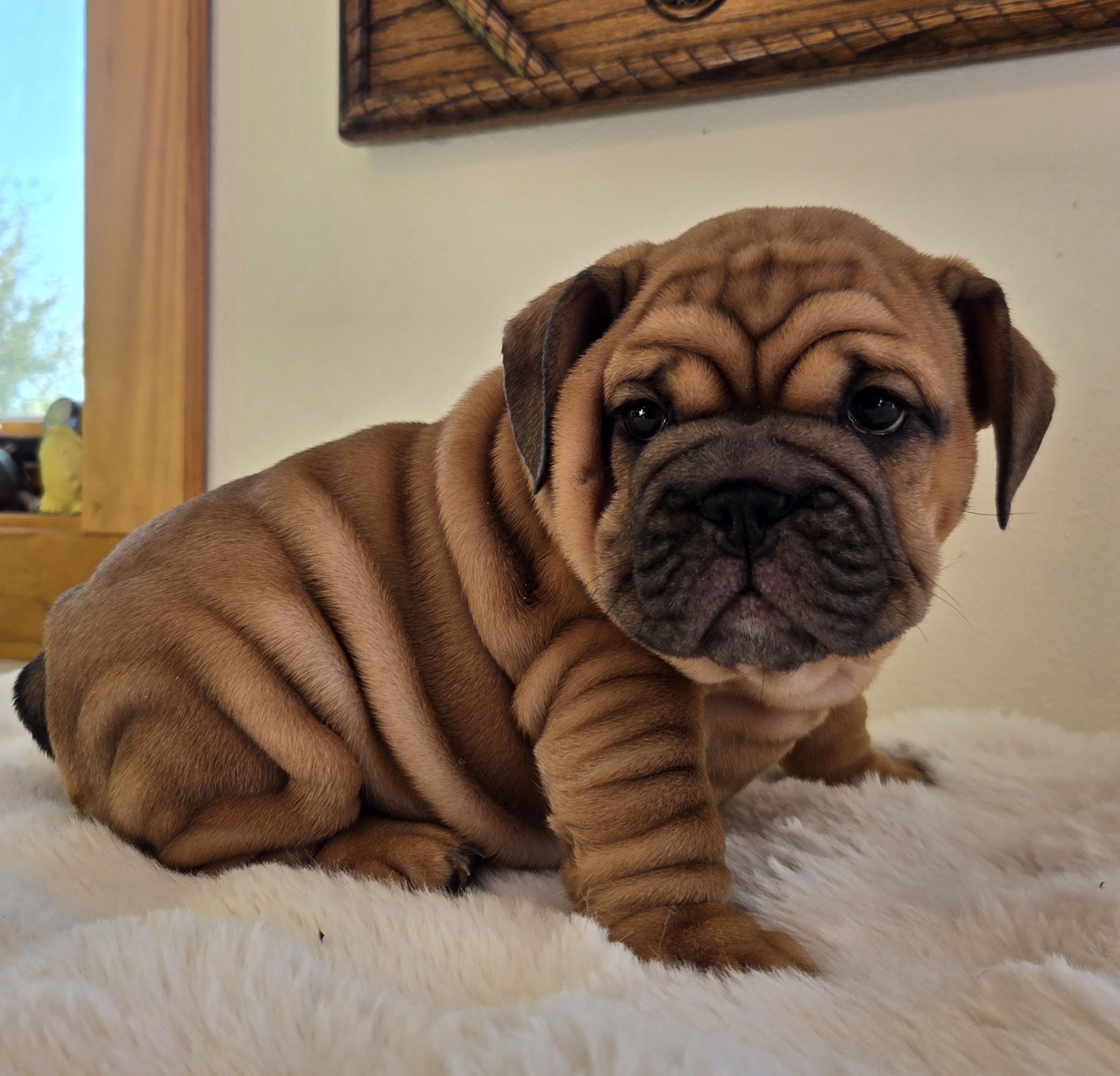 English Bulldog puppy RUBY