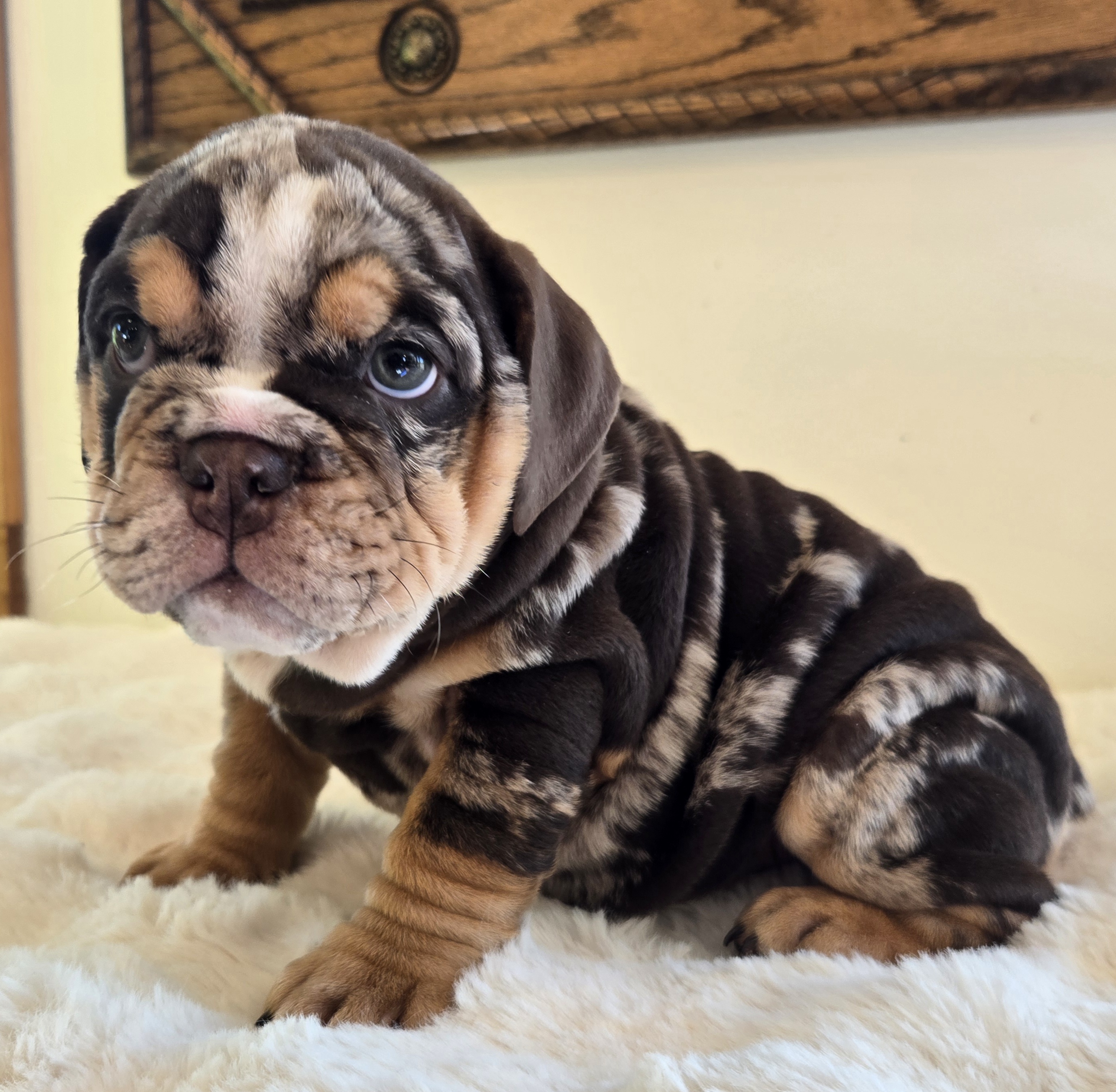 English Bulldog puppy PRADA
