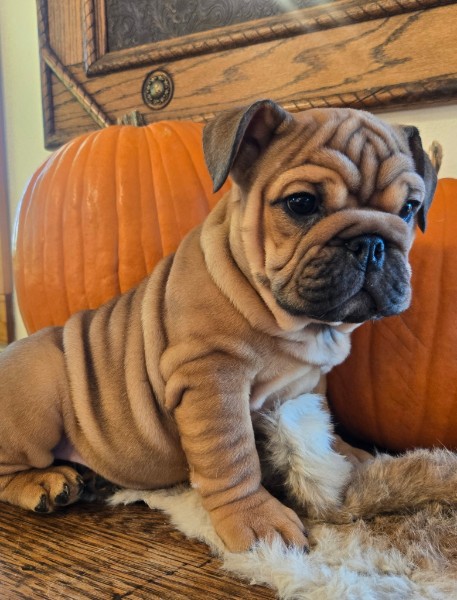 English Bulldog puppy Quincy