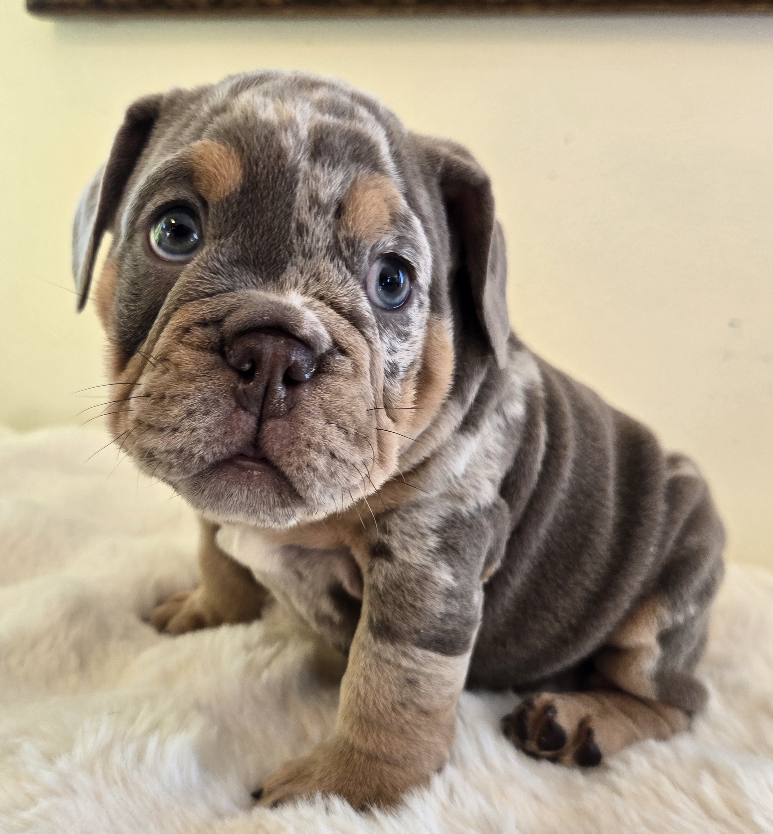 English Bulldog puppy CHANEL