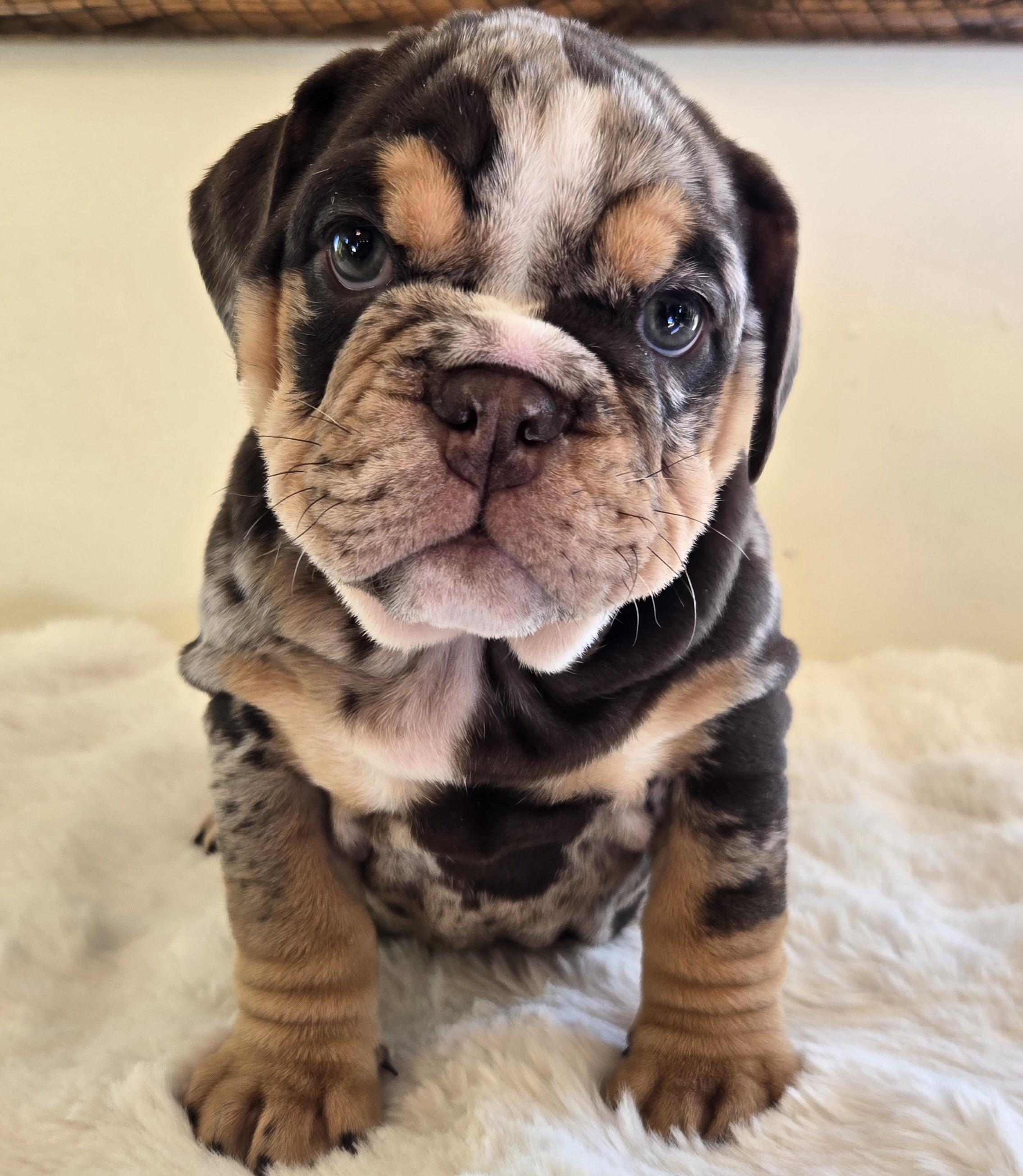 English Bulldog puppy PRADA