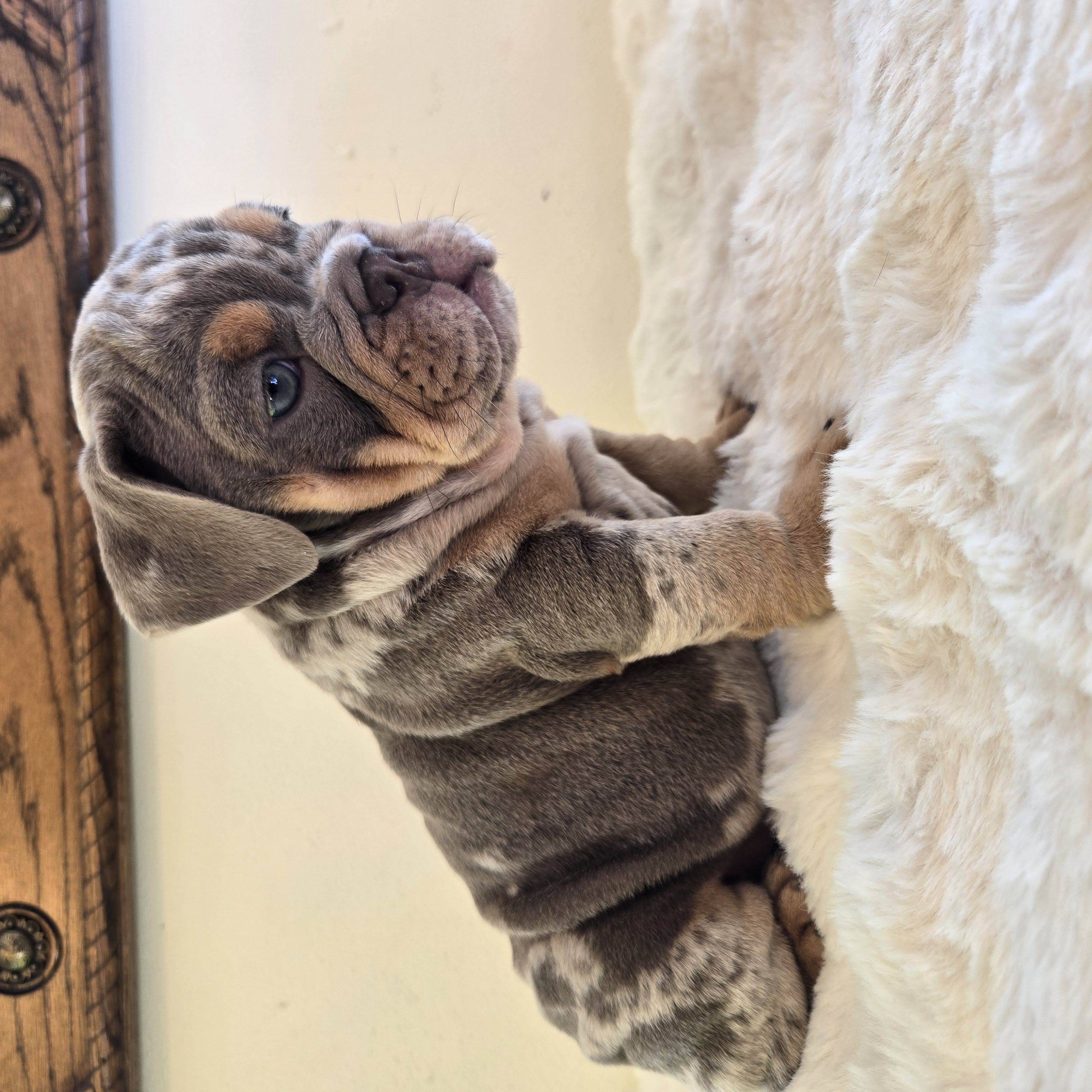 English Bulldog puppy CHANEL