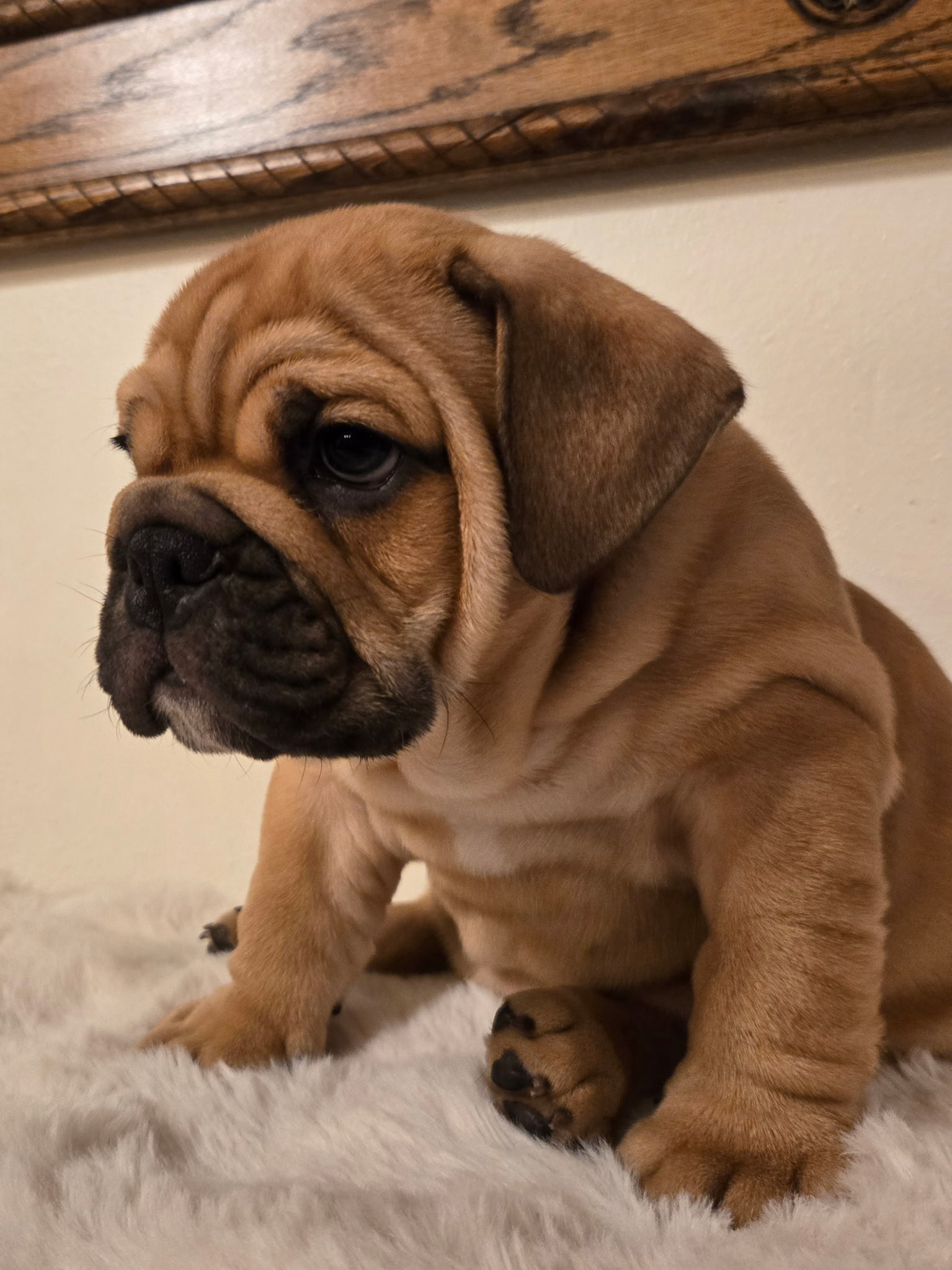 English Bulldog puppy MAX