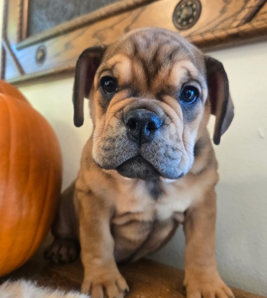 English Bulldog puppy Lucky